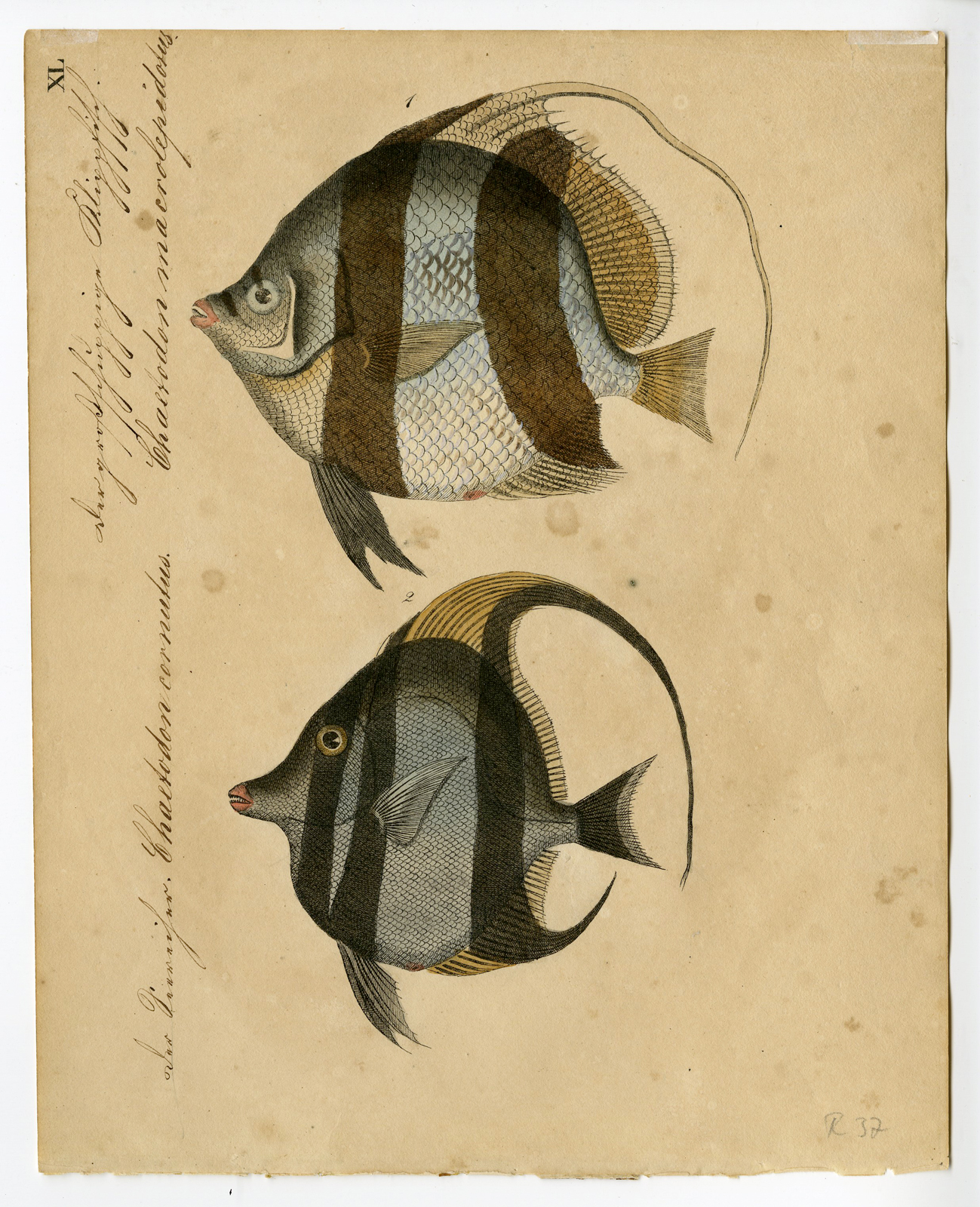 , Rare Antique Print-FISH-BUTTERFLYFISH-CHAETODON-XL-Strack-1819, Pictura Antique Prints