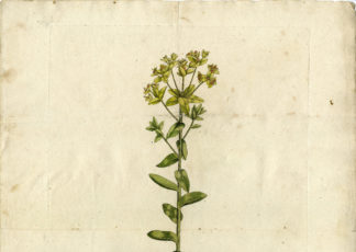 Rare Antique Print-EUPHORBIA VILLOSA-HAIRY SPURGE-Biller-c.1830