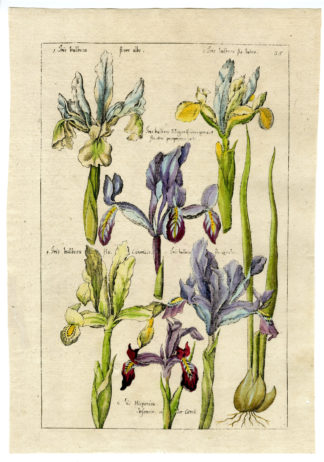 Rare Antique Print-IRIS SPECIES-BULB-PL.35-Sweerts-1612