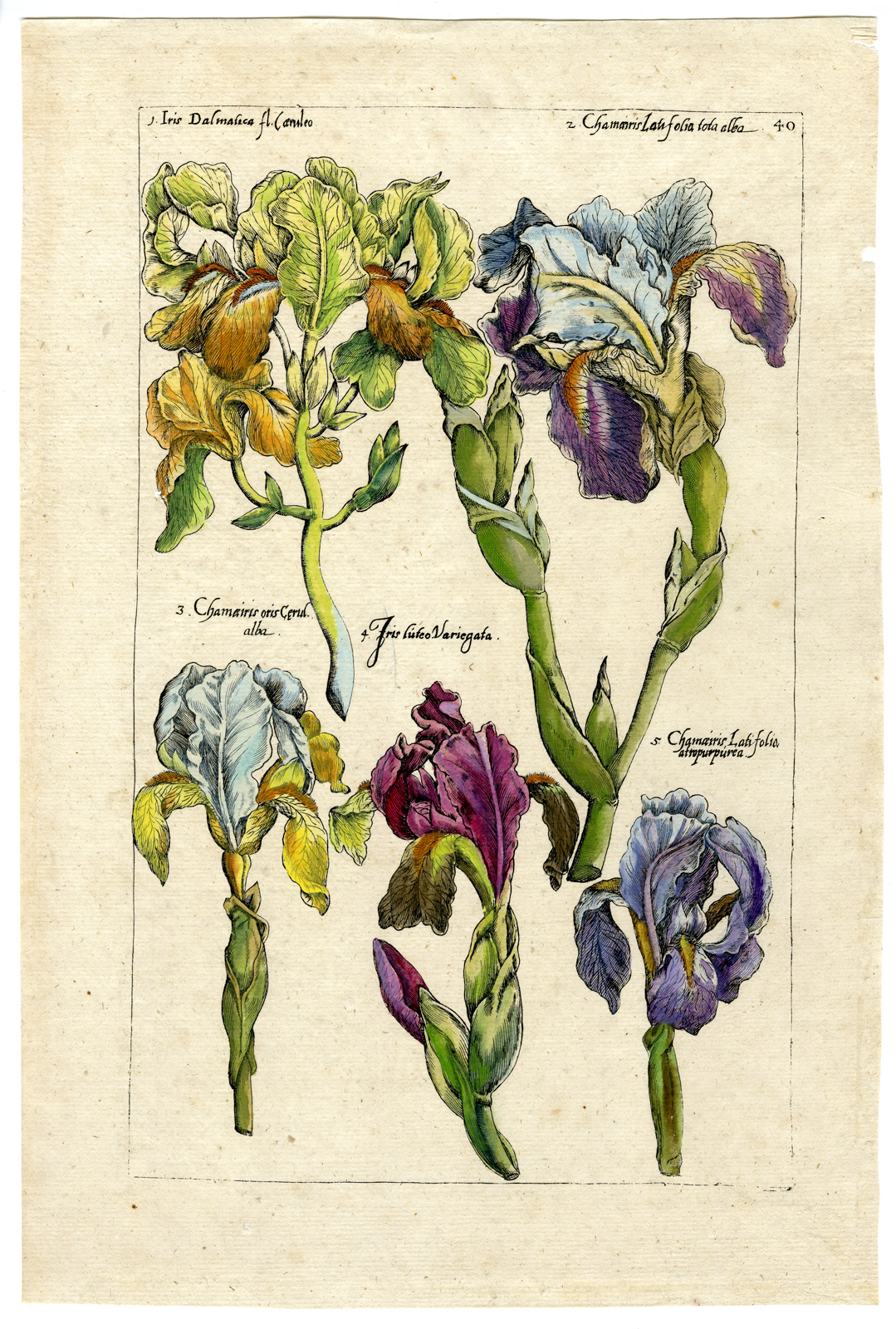 , Rare Antique Print-IRIS SPECIES-BULB-PL.40-Sweerts-1612, Pictura Antique Prints