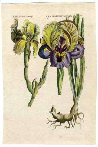 Rare Antique Print-IRIS SPECIES-BULB-PL.38-Sweerts-1612