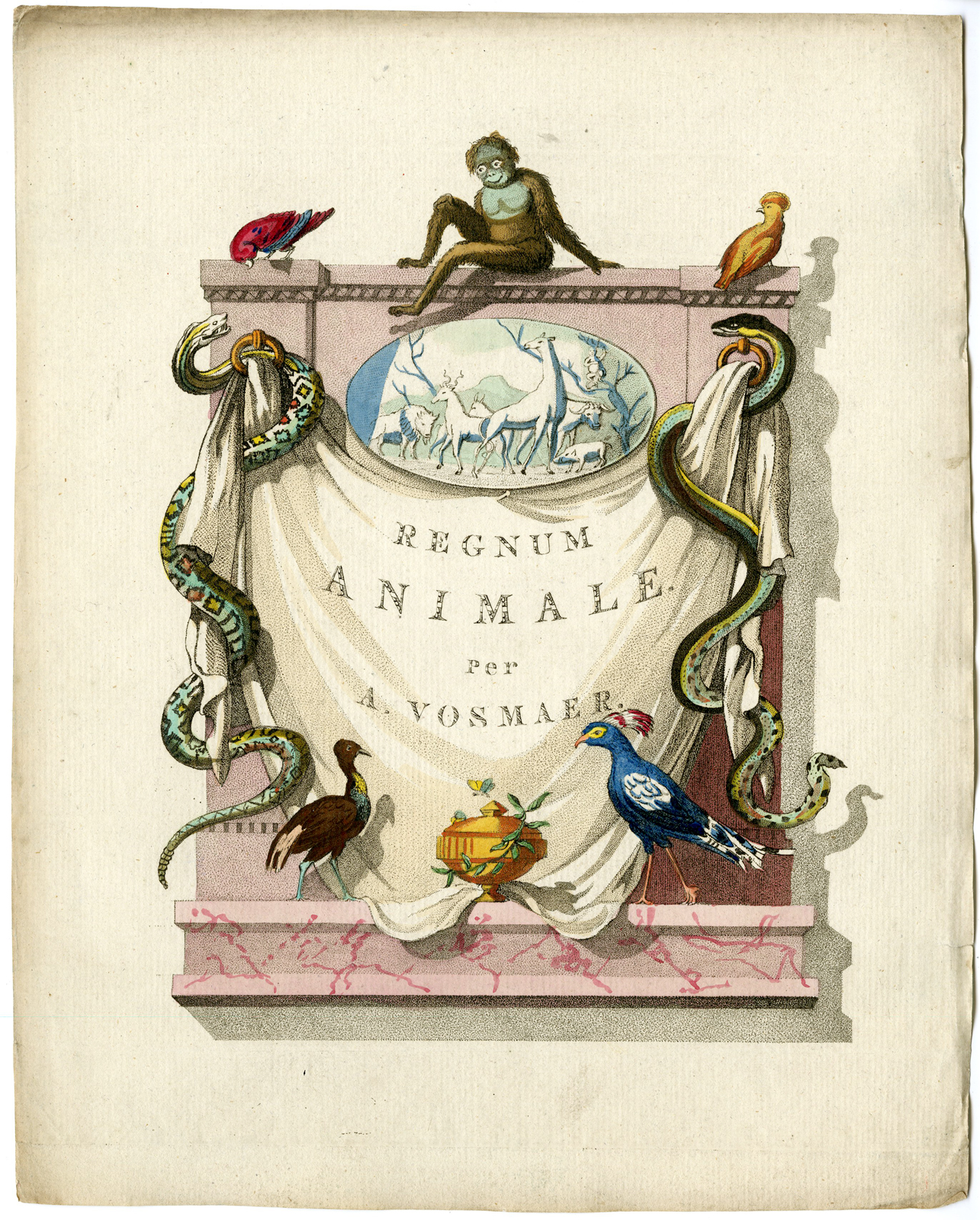 , Catalogue of available Antique Prints-ANIMALS-BIRDS-Arnout Vosmaer-1804, Pictura Antique Prints