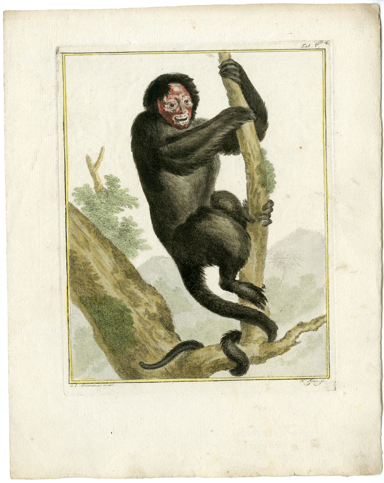 , Catalogue of available Antique Prints-ANIMALS-BIRDS-Arnout Vosmaer-1804, Pictura Antique Prints