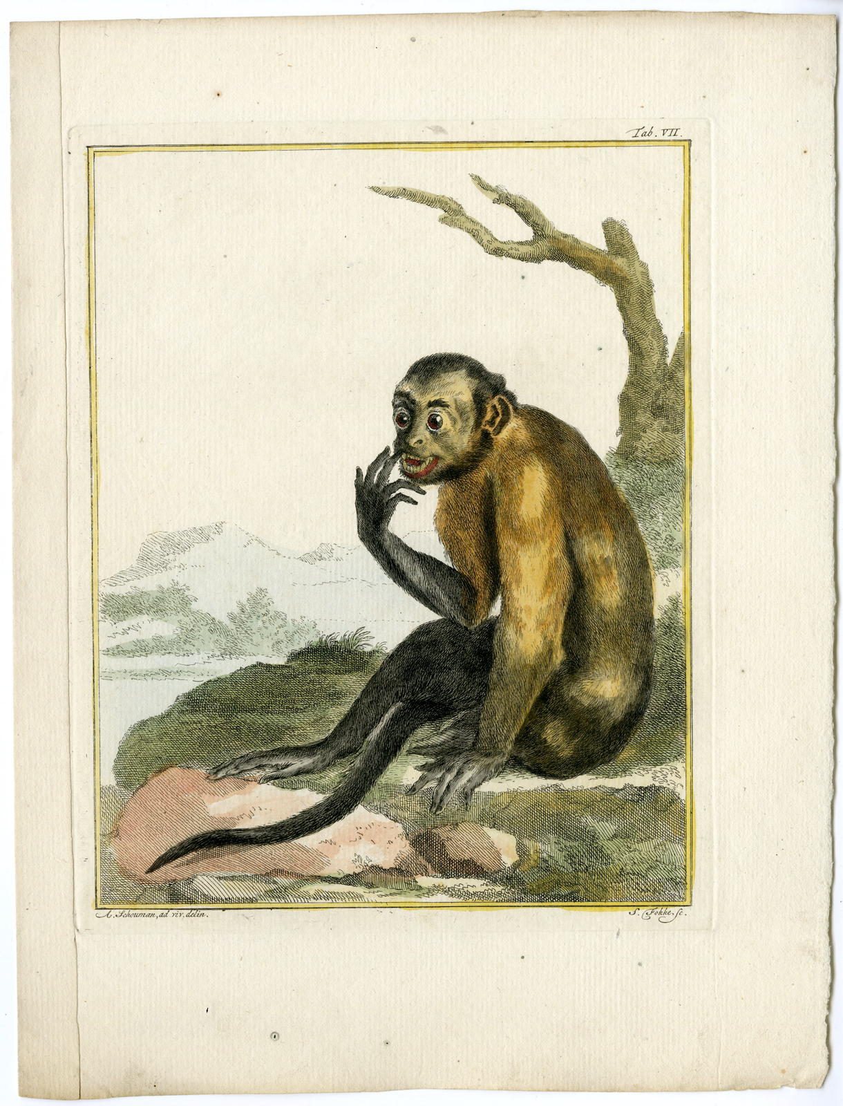 , Catalogue of available Antique Prints-ANIMALS-BIRDS-Arnout Vosmaer-1804, Pictura Antique Prints