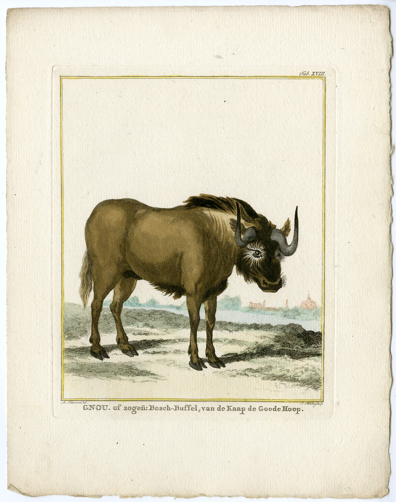 , Catalogue of available Antique Prints-ANIMALS-BIRDS-Arnout Vosmaer-1804, Pictura Antique Prints