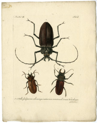 Catalogue of available Antique Prints-INSECTS-J.E. Voet-Kleemann ao.-1766