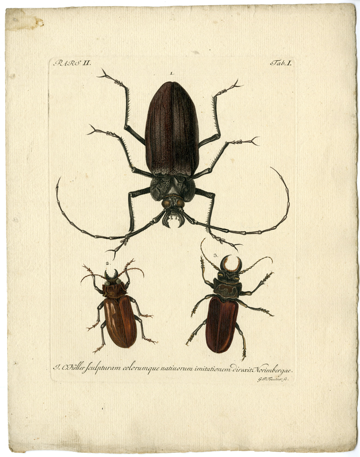 , Catalogue of available Antique Prints-INSECTS-J.E. Voet-Kleemann ao.-1766, Pictura Antique Prints