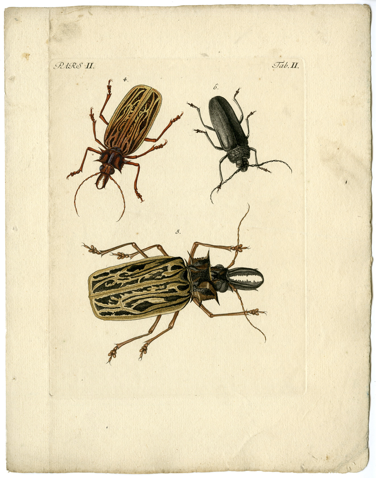 , Catalogue of available Antique Prints-INSECTS-J.E. Voet-Kleemann ao.-1766, Pictura Antique Prints