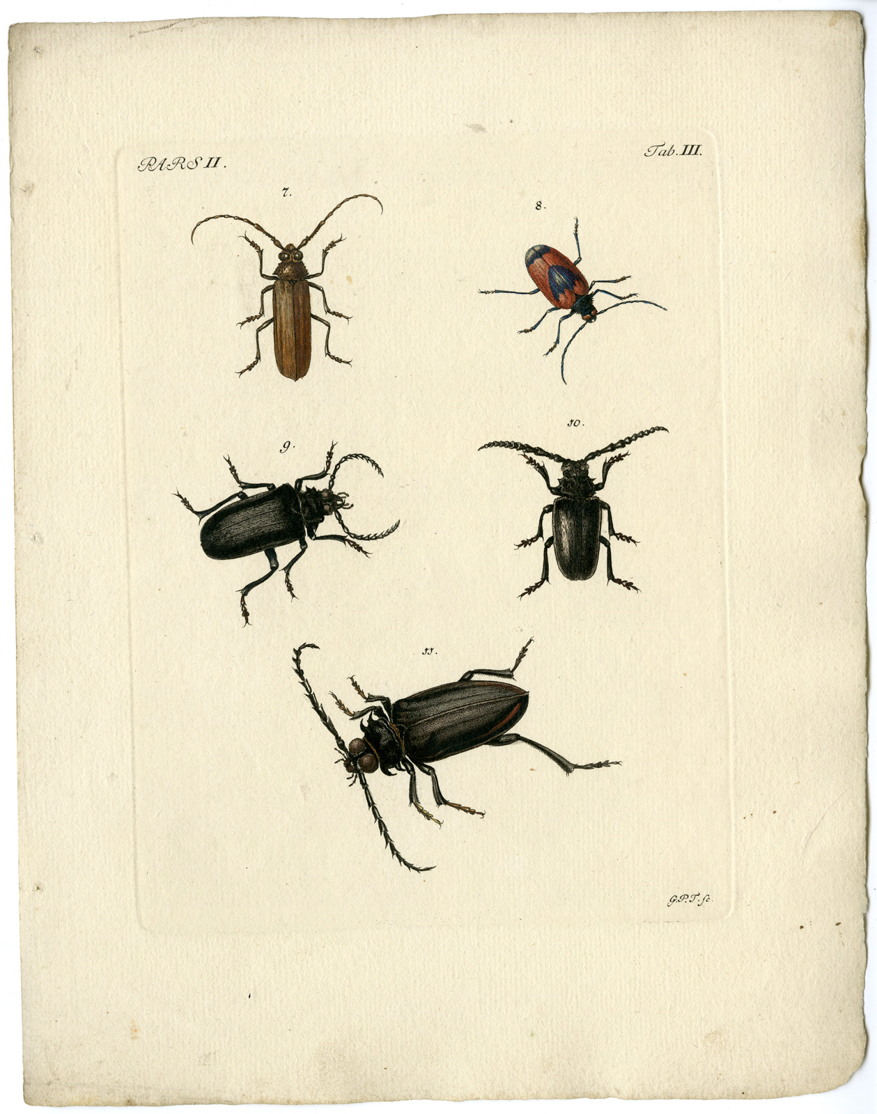 , Catalogue of available Antique Prints-INSECTS-J.E. Voet-Kleemann ao.-1766, Pictura Antique Prints