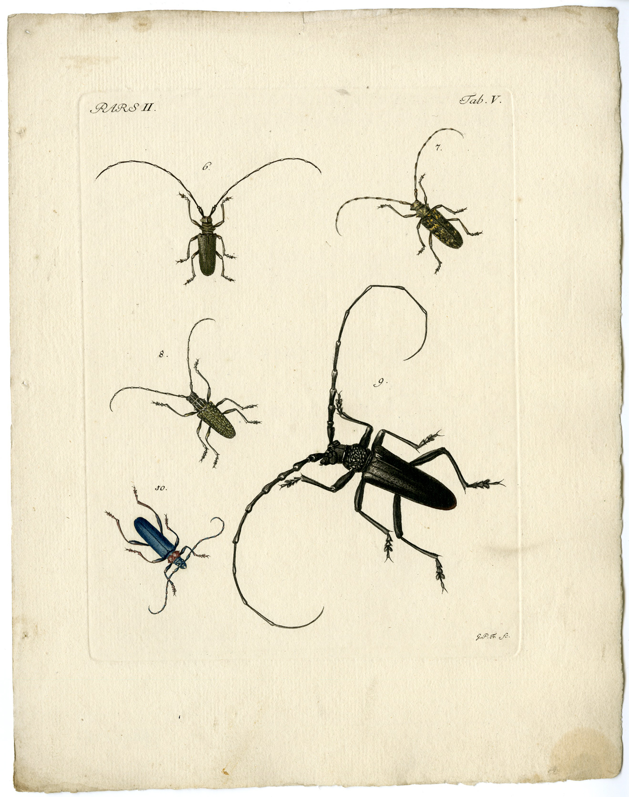 , Catalogue of available Antique Prints-INSECTS-J.E. Voet-Kleemann ao.-1766, Pictura Antique Prints