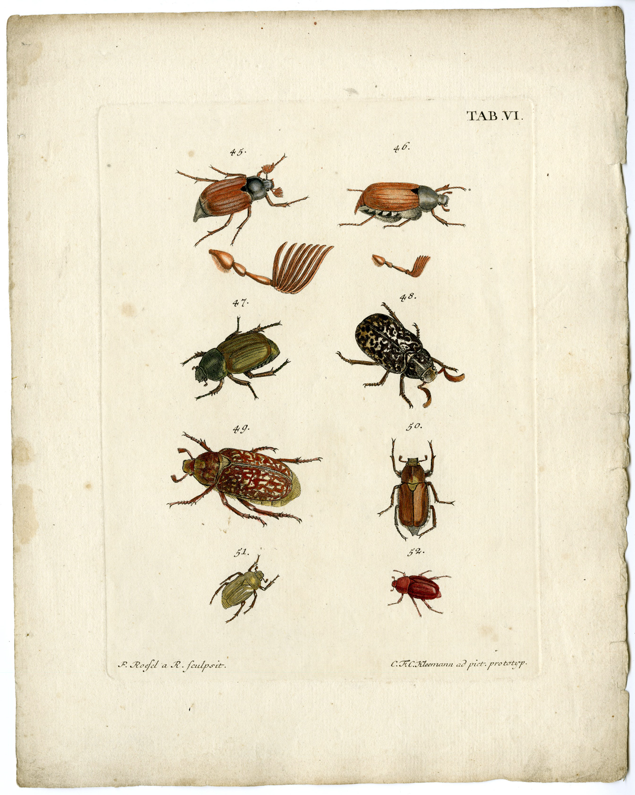 , Catalogue of available Antique Prints-INSECTS-J.E. Voet-Kleemann ao.-1766, Pictura Antique Prints