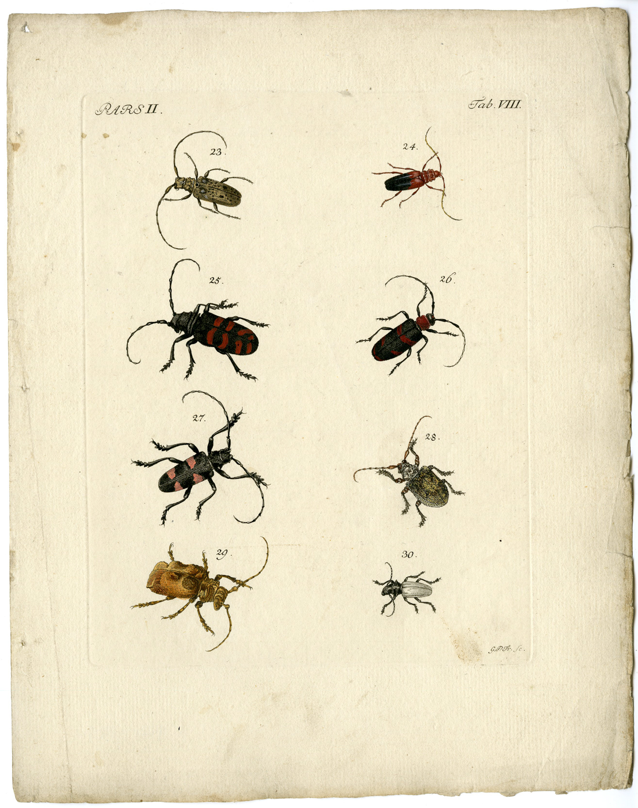 , Catalogue of available Antique Prints-INSECTS-J.E. Voet-Kleemann ao.-1766, Pictura Antique Prints
