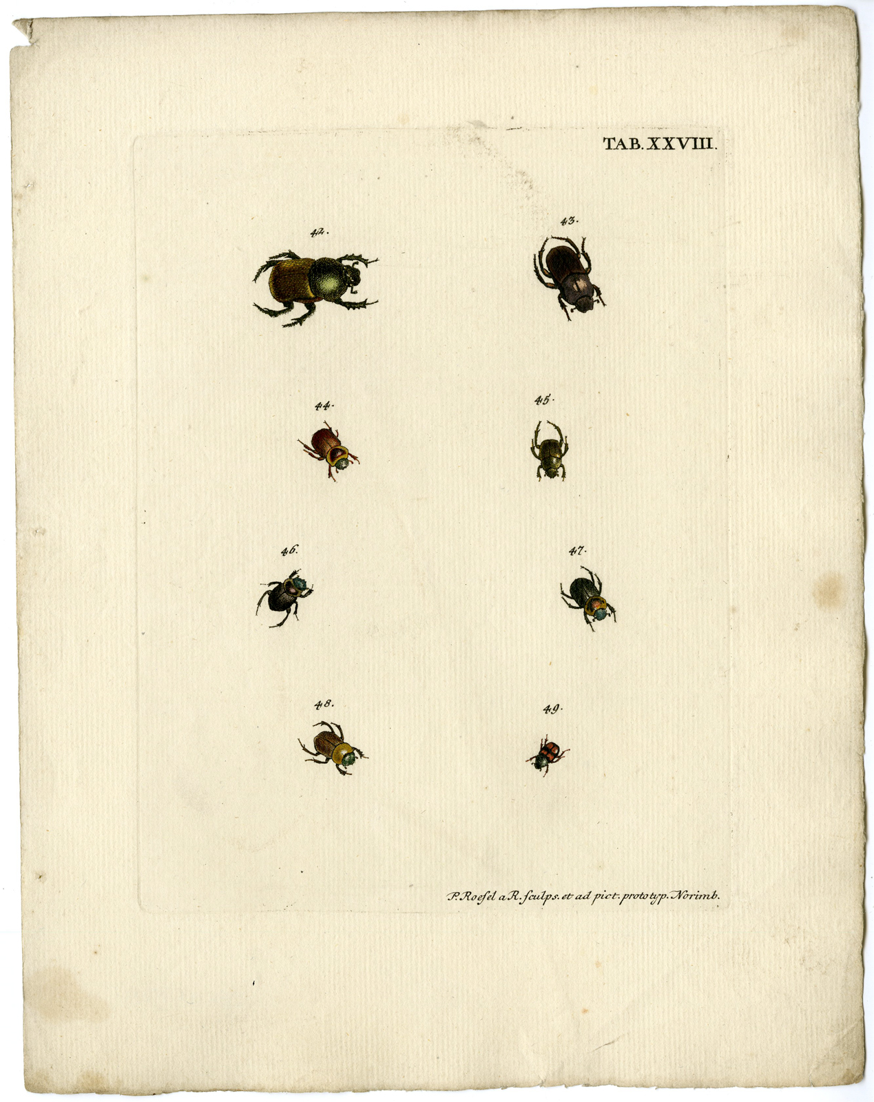 , Catalogue of available Antique Prints-INSECTS-J.E. Voet-Kleemann ao.-1766, Pictura Antique Prints