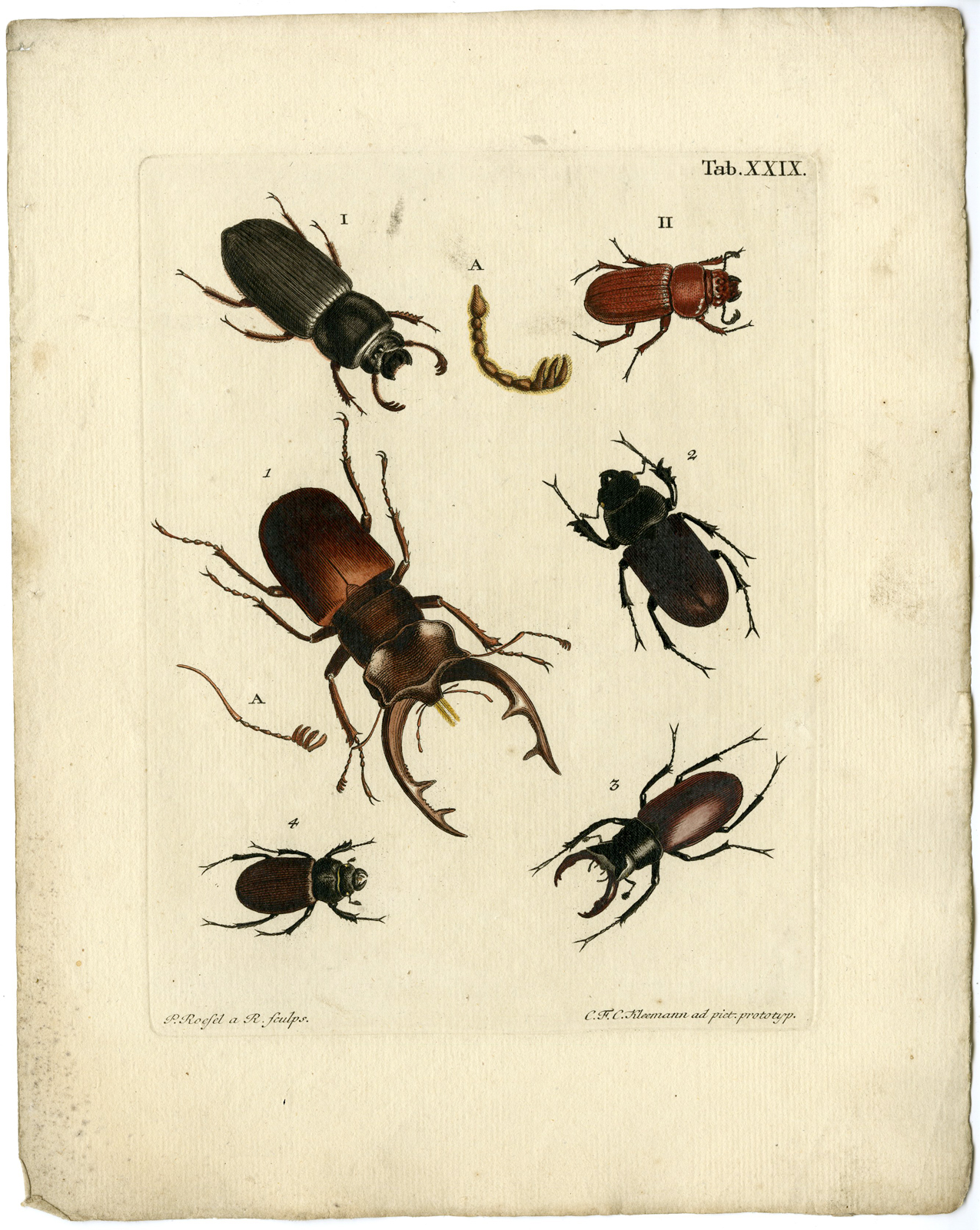 , Catalogue of available Antique Prints-INSECTS-J.E. Voet-Kleemann ao.-1766, Pictura Antique Prints