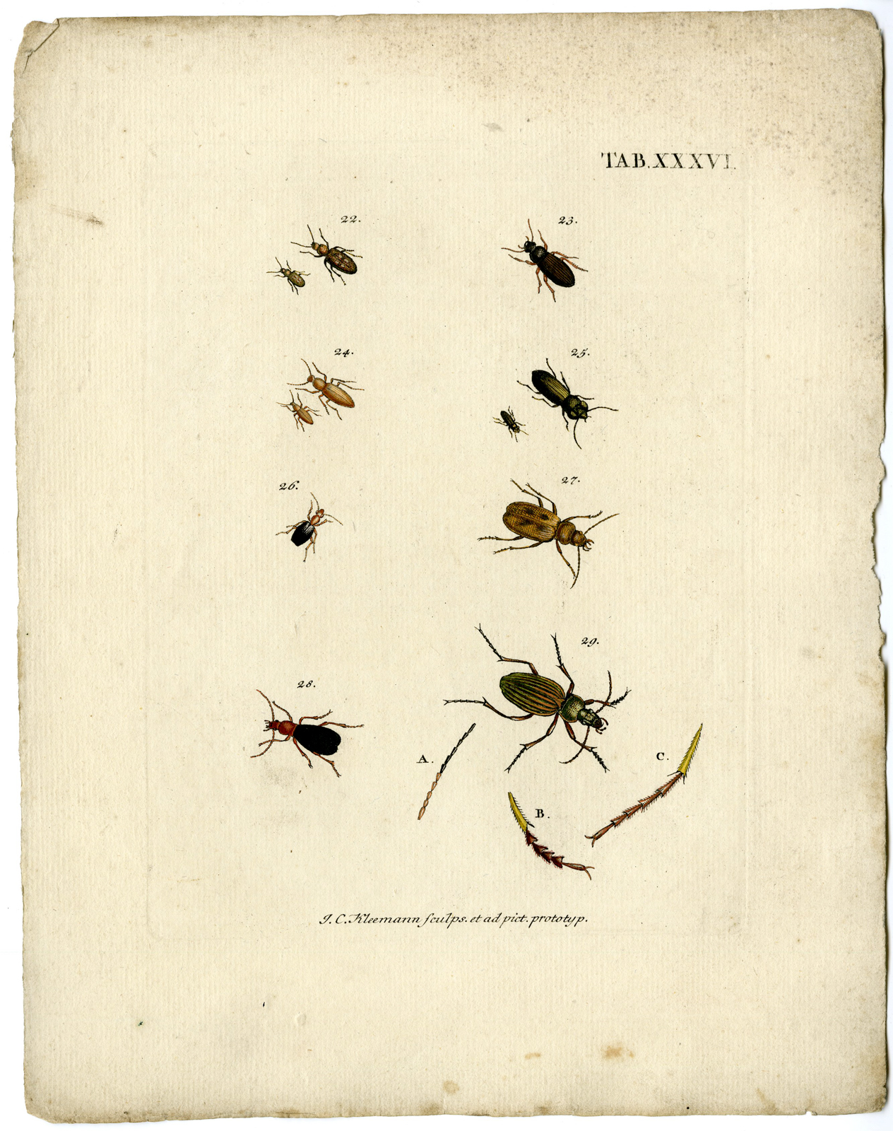 , Catalogue of available Antique Prints-INSECTS-J.E. Voet-Kleemann ao.-1766, Pictura Antique Prints