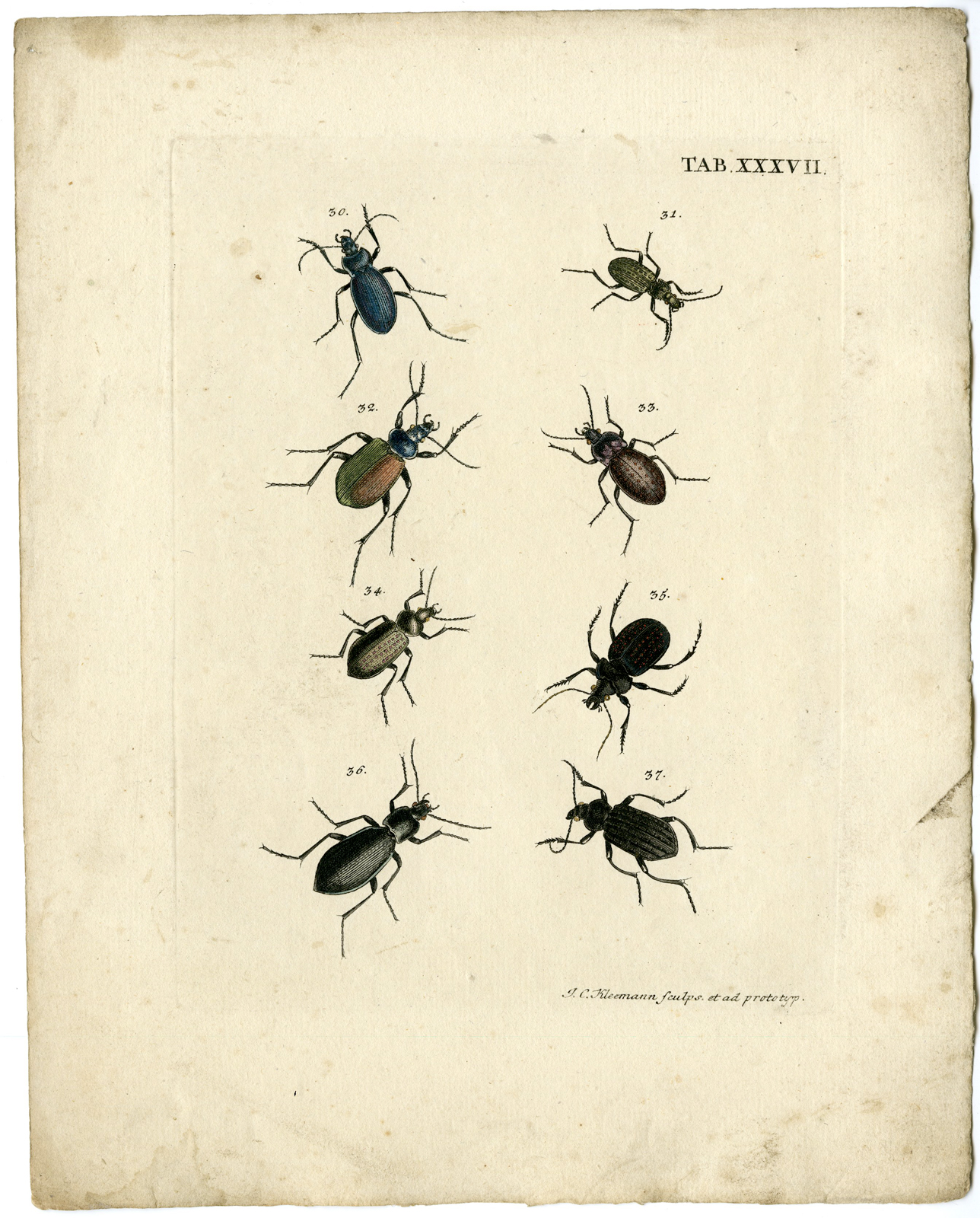 , Catalogue of available Antique Prints-INSECTS-J.E. Voet-Kleemann ao.-1766, Pictura Antique Prints