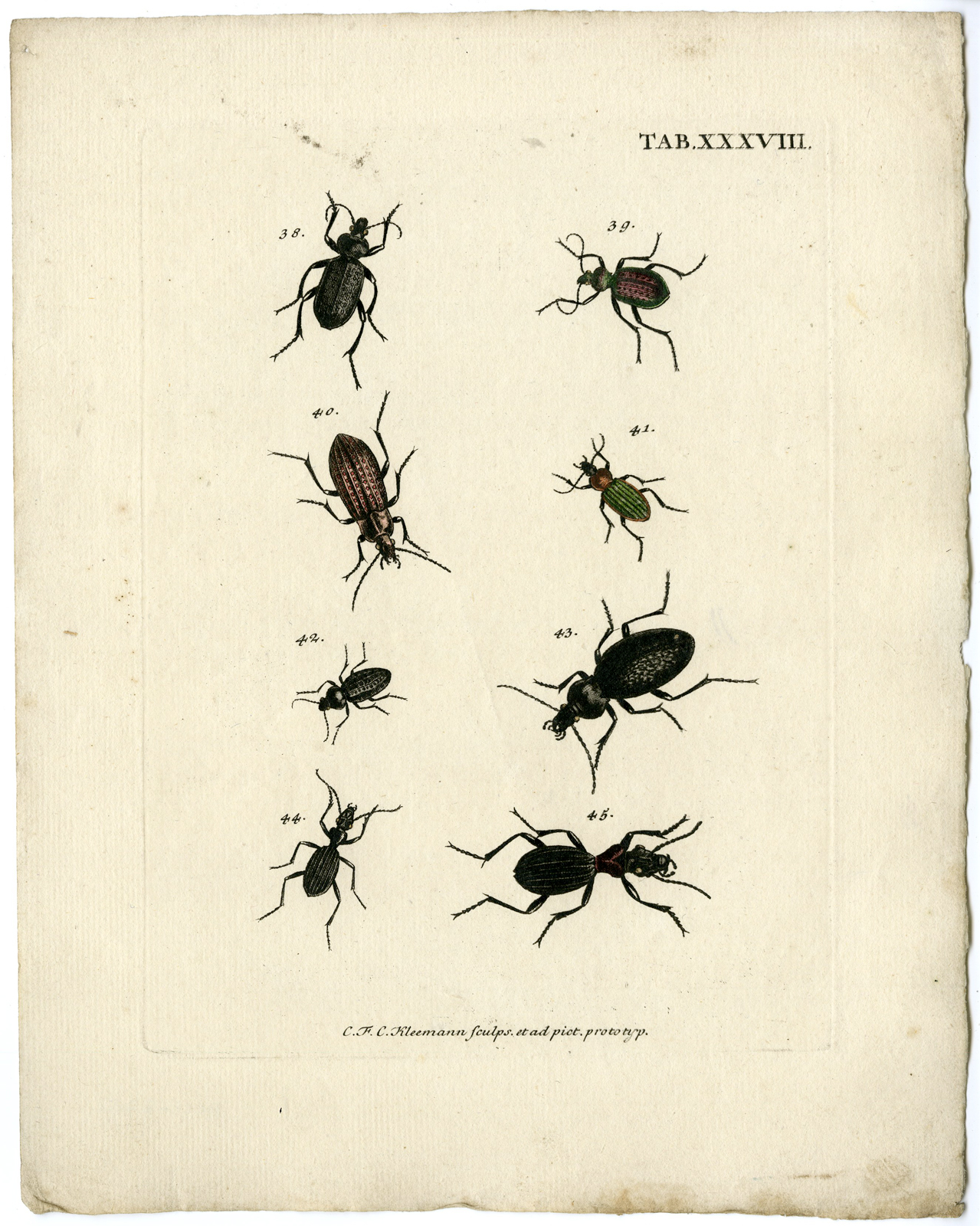 , Catalogue of available Antique Prints-INSECTS-J.E. Voet-Kleemann ao.-1766, Pictura Antique Prints