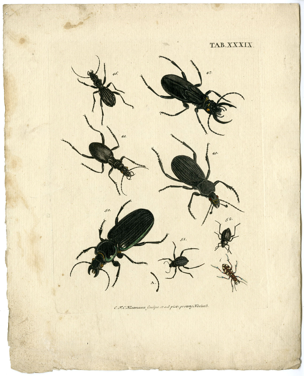 , Catalogue of available Antique Prints-INSECTS-J.E. Voet-Kleemann ao.-1766, Pictura Antique Prints