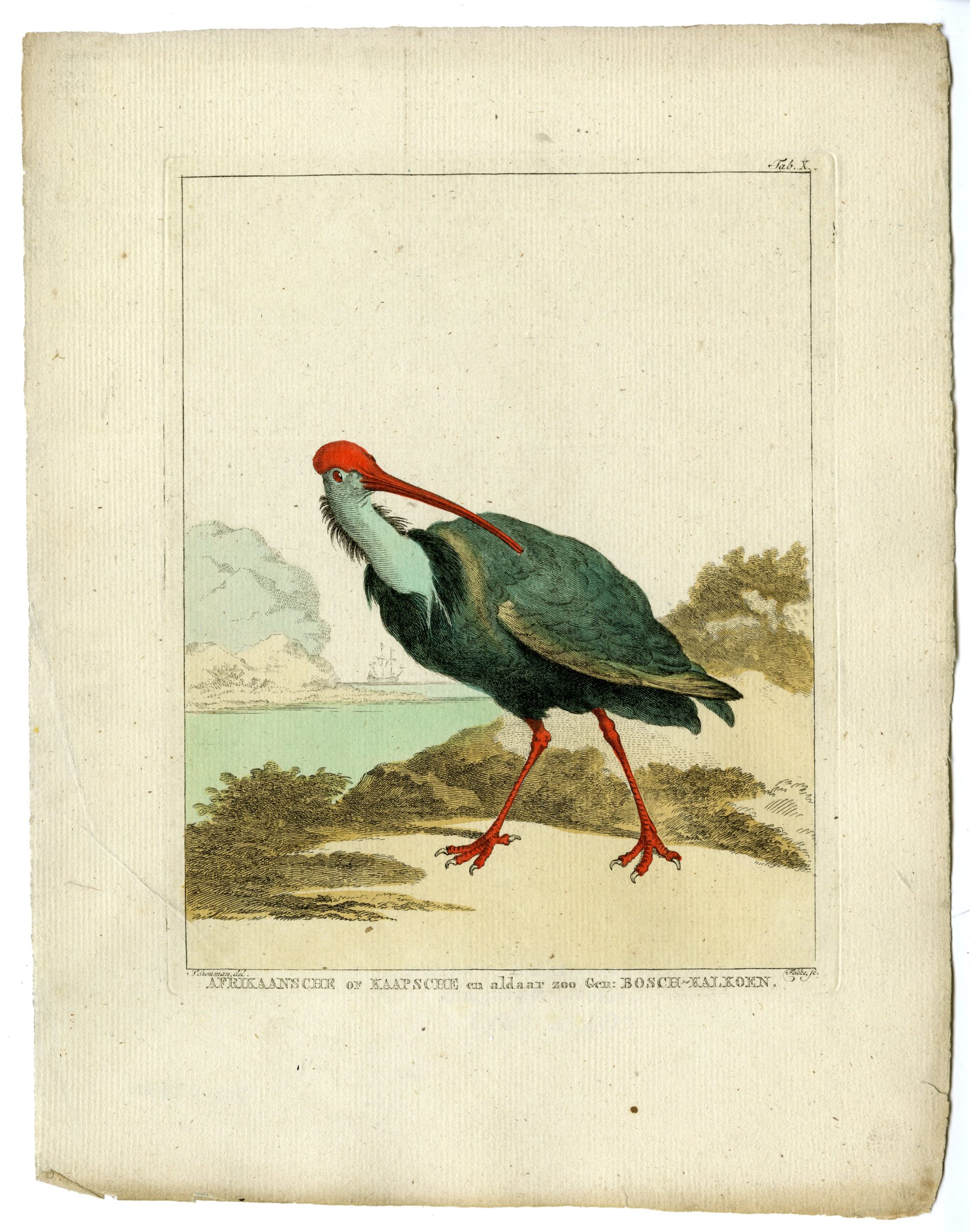 , Catalogue of available Antique Prints-ANIMALS-BIRDS-Arnout Vosmaer-1804, Pictura Antique Prints