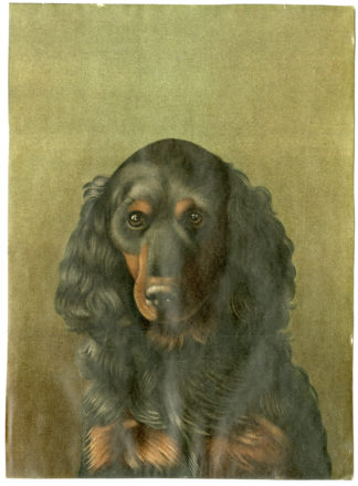 Antique Print-GORDON SETTER-DOG-Stork-c.1880