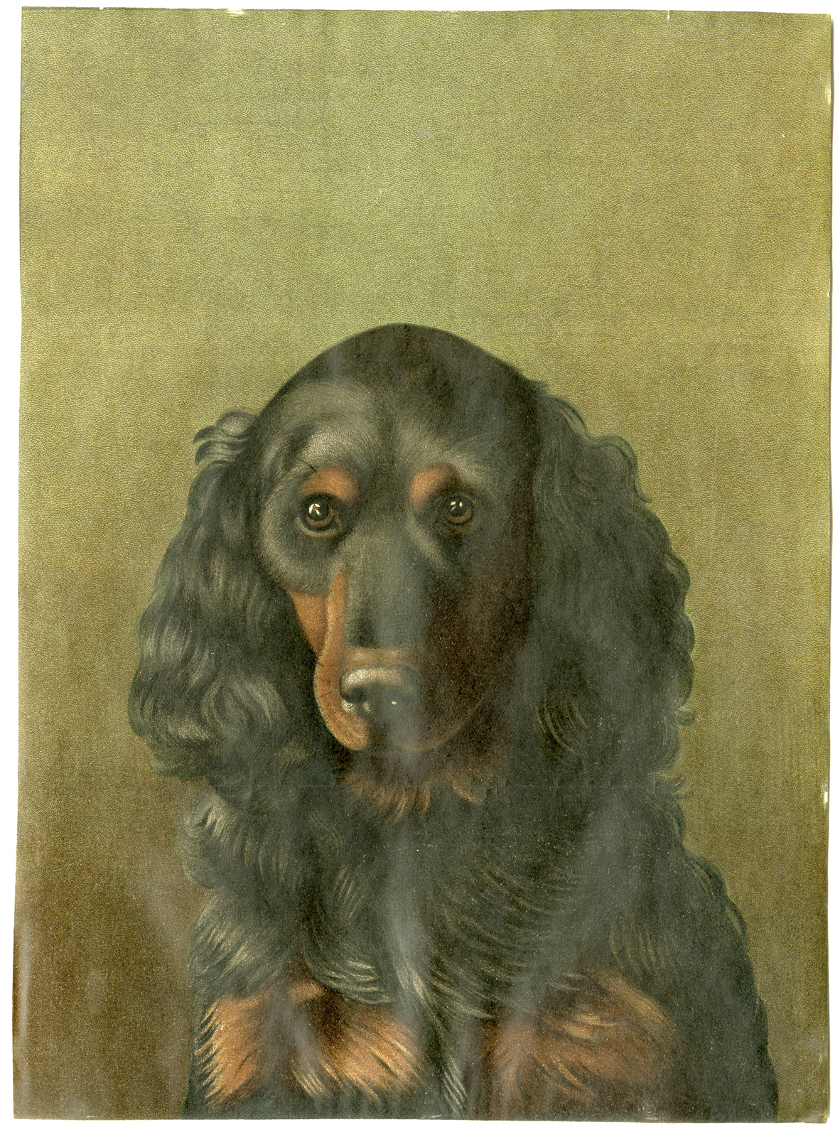 , Antique Print-GORDON SETTER-DOG-Stork-c.1880, Pictura Antique Prints
