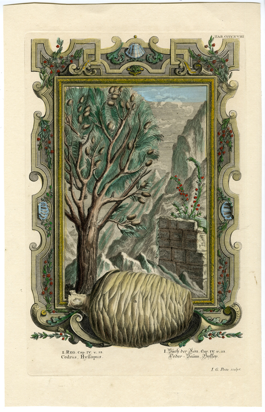 , Antique Print-CEDER TREE-CONE-TAB.CCCCXVIII-Scheuchzer-c.1731, Pictura Antique Prints
