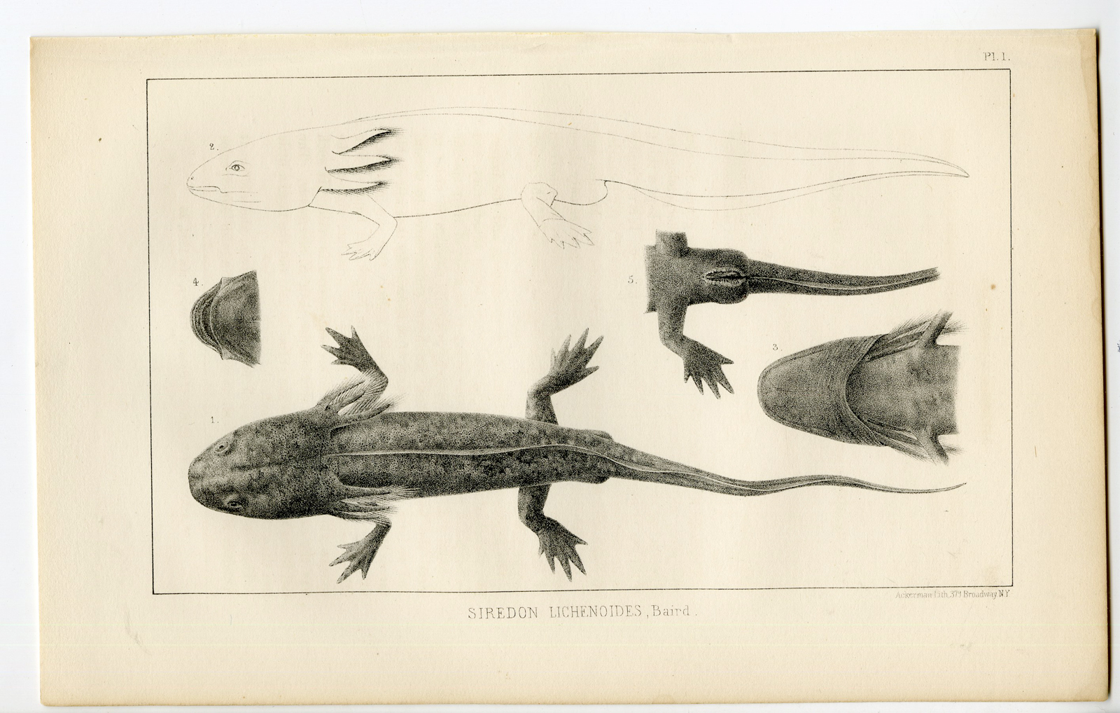 Pco 11747 416x265 Catalogue of available Antique Prints-UTAH-SALT LAKE-NATURAL HISTORY-Stansbury-1852 - Image 2