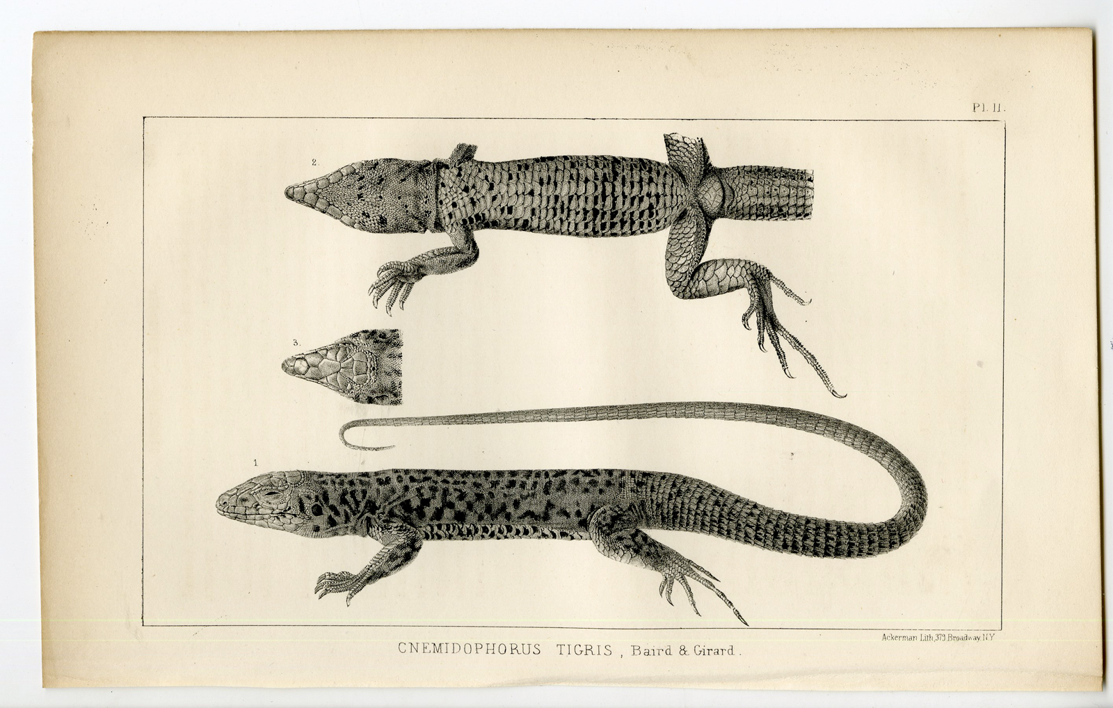 Pco 11748 416x265 Catalogue of available Antique Prints-UTAH-SALT LAKE-NATURAL HISTORY-Stansbury-1852 - Image 3