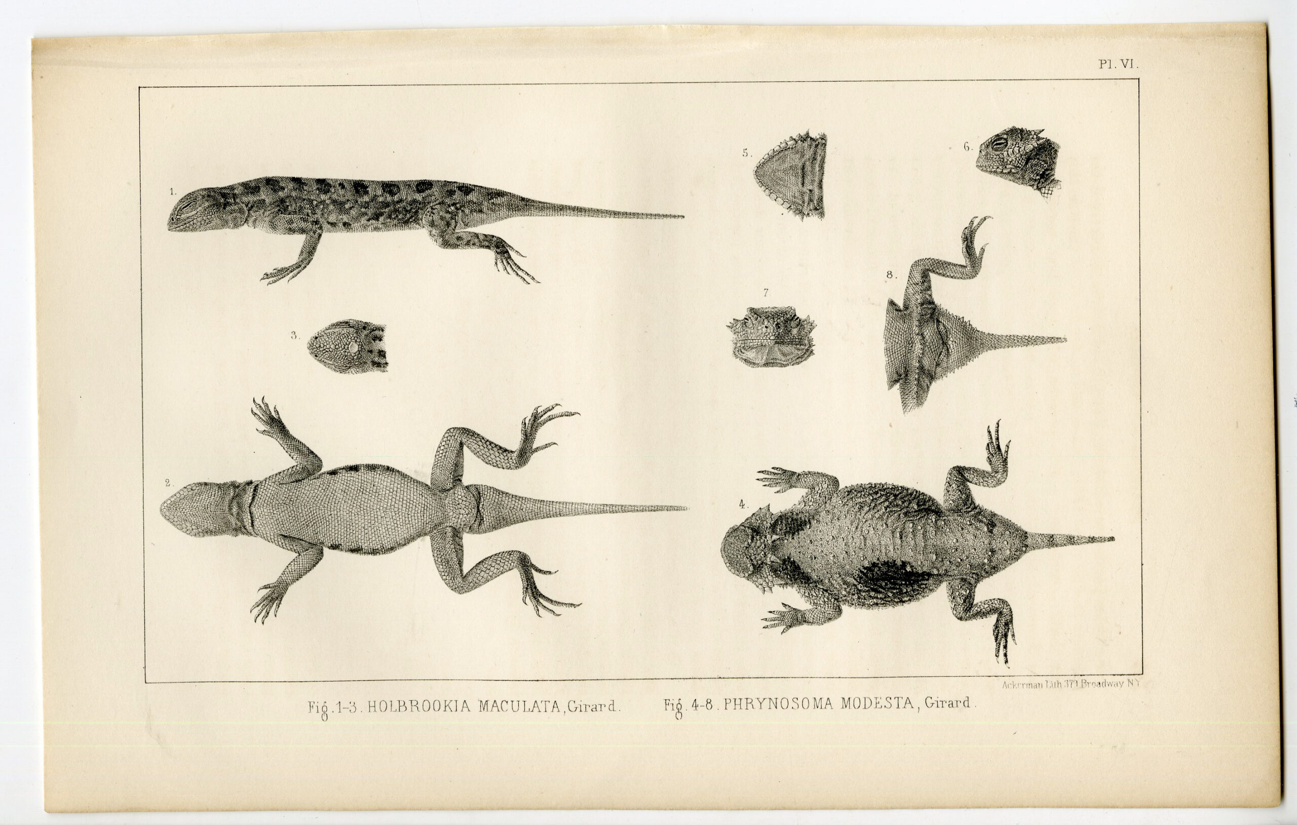 Pco 11750 416x265 Catalogue of available Antique Prints-UTAH-SALT LAKE-NATURAL HISTORY-Stansbury-1852 - Image 5