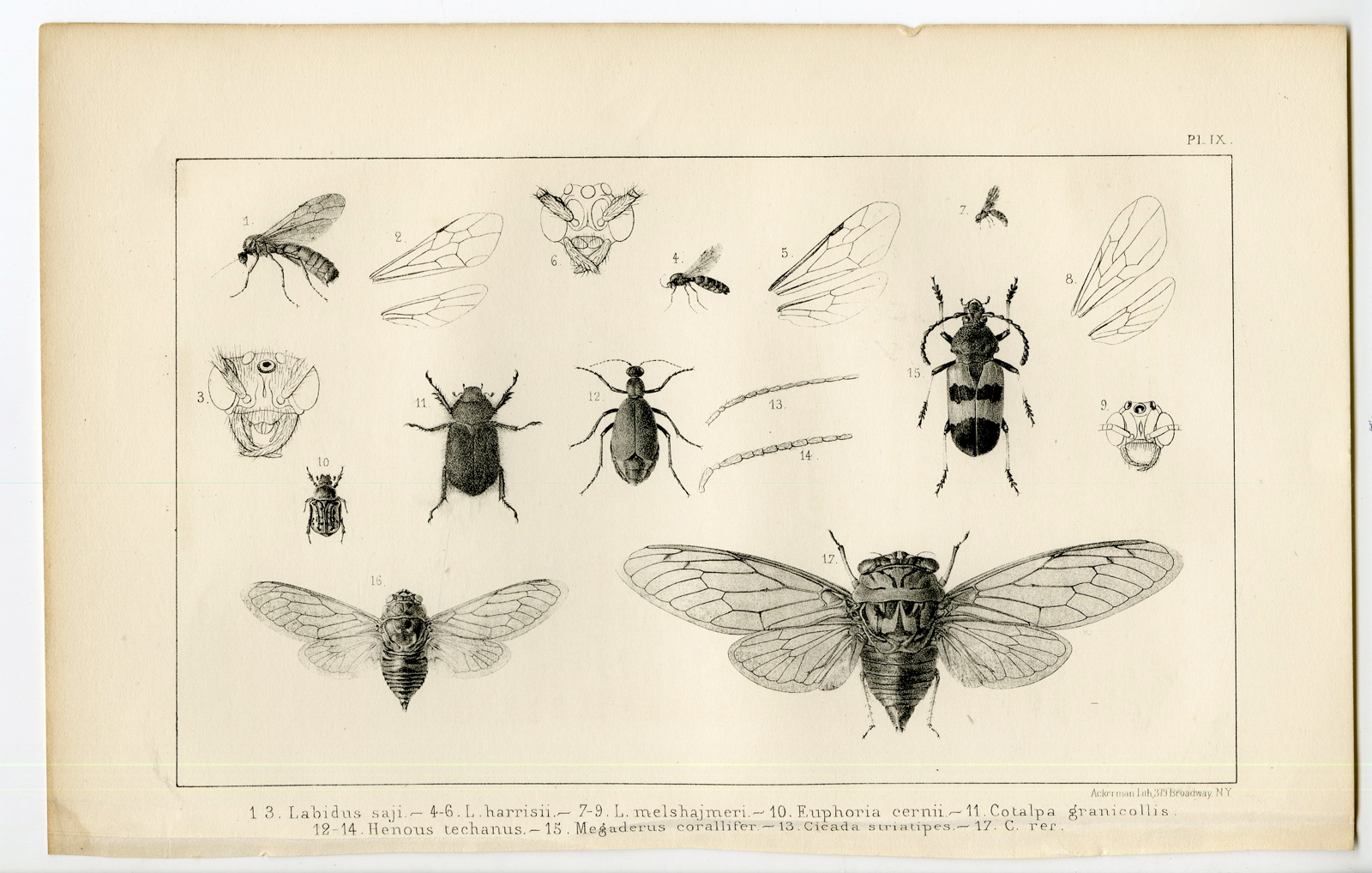 Pco 11755 416x265 Catalogue of available Antique Prints-UTAH-SALT LAKE-NATURAL HISTORY-Stansbury-1852 - Image 10
