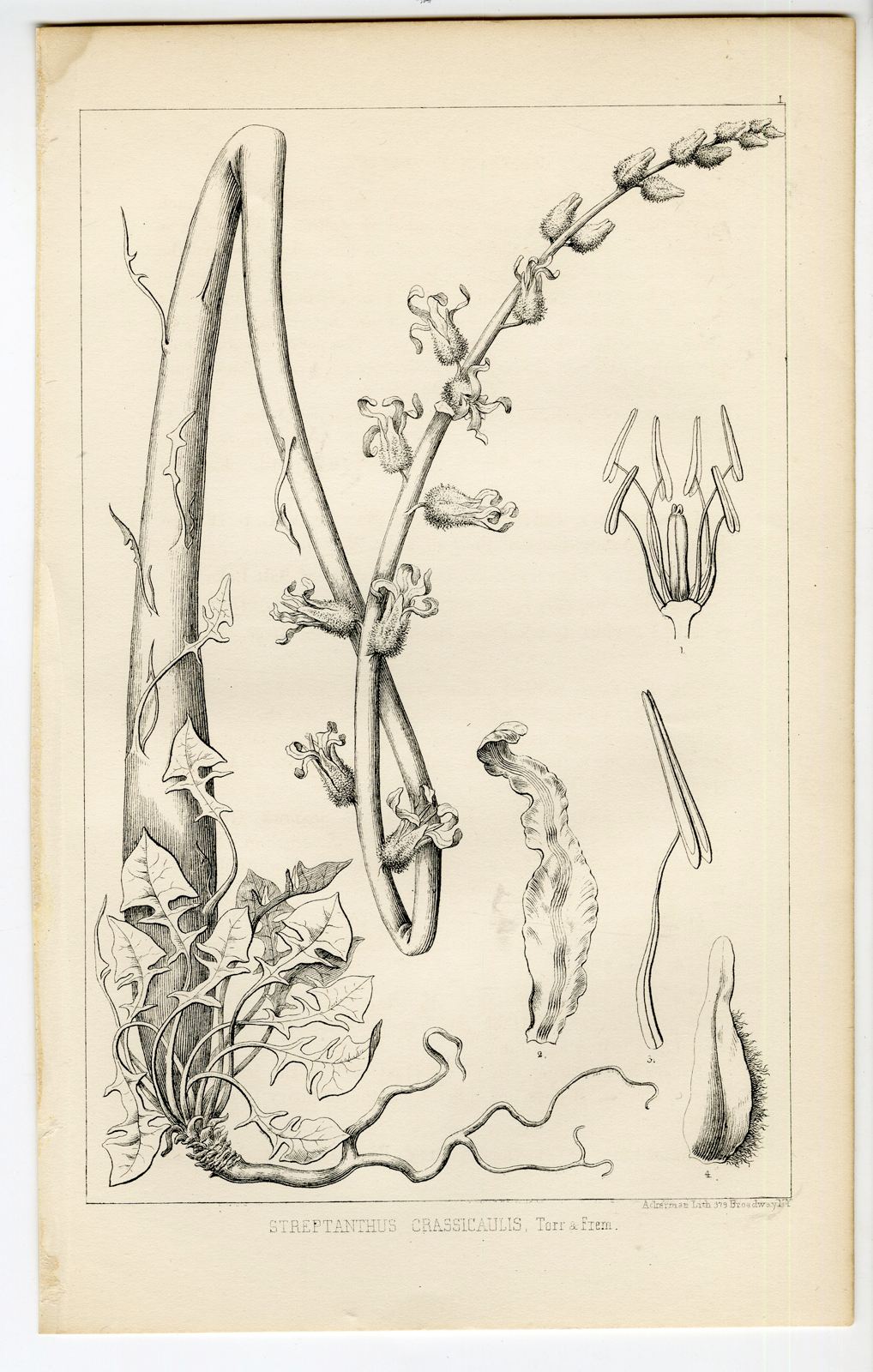 Pco 11757 416x654 Catalogue of available Antique Prints-UTAH-SALT LAKE-NATURAL HISTORY-Stansbury-1852 - Image 12