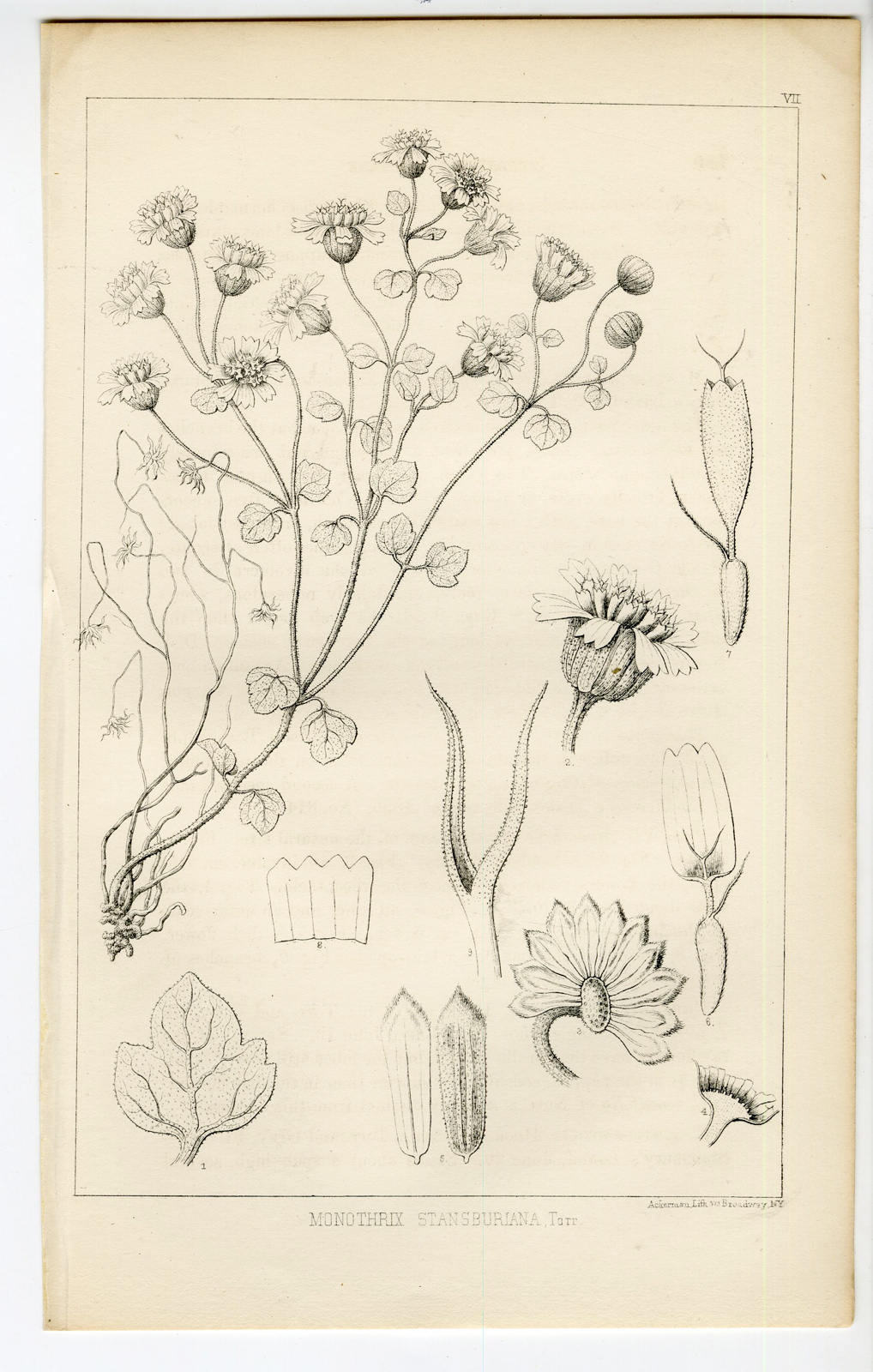 Pco 11762 416x654 Catalogue of available Antique Prints-UTAH-SALT LAKE-NATURAL HISTORY-Stansbury-1852 - Image 17