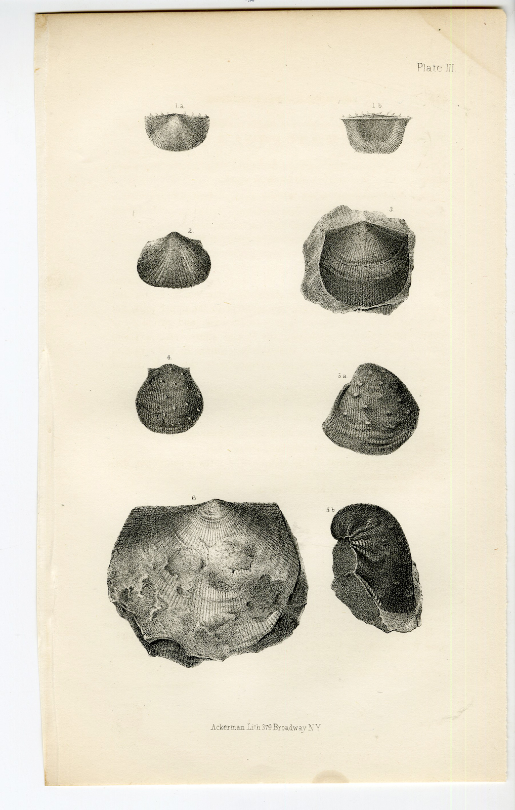 Pco 11768 416x654 Catalogue of available Antique Prints-UTAH-SALT LAKE-NATURAL HISTORY-Stansbury-1852 - Image 23
