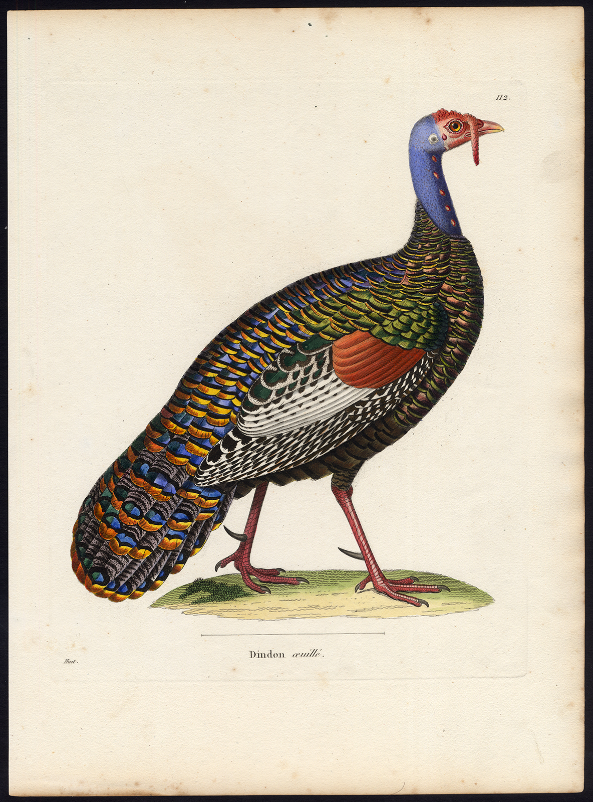 , Antique Print-MELEAGRIS-OCELLATED TURKEY-Huet-Pretre-Temminck-1838, Pictura Antique Prints