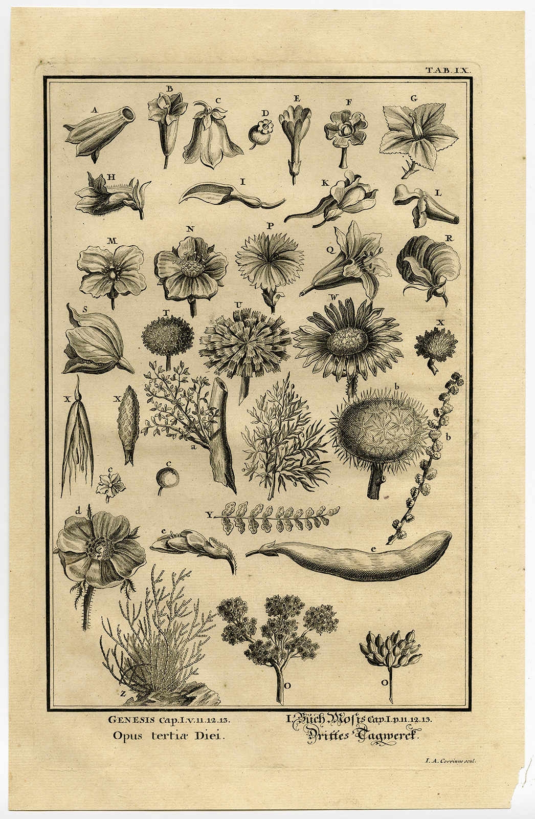 , Antique Print-RELIGIOUS-DAY THREE-GENESIS-CREATION-FLOWERS-SEEDS-Scheuchzer-Fuss, Pictura Antique Prints