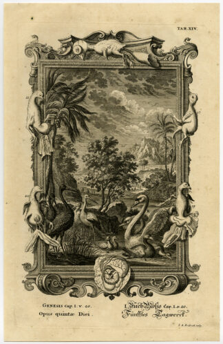 Antique Print-FOWL-BIRD-GENESIS-DAY FIVE-CREATION-Scheuchzer-Fussli-1731