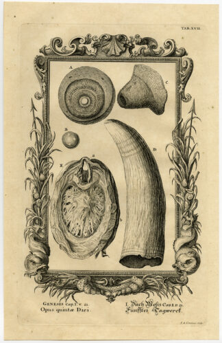 Antique Print-WHALE-DAY FIVE-GENESIS-CREATION-Scheuchzer-Fussli-1731
