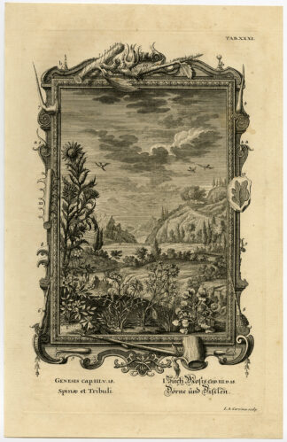 Antique Print-THORNS-THISTLES-ADAM-GENESIS-Scheuchzer-Fussli-1731