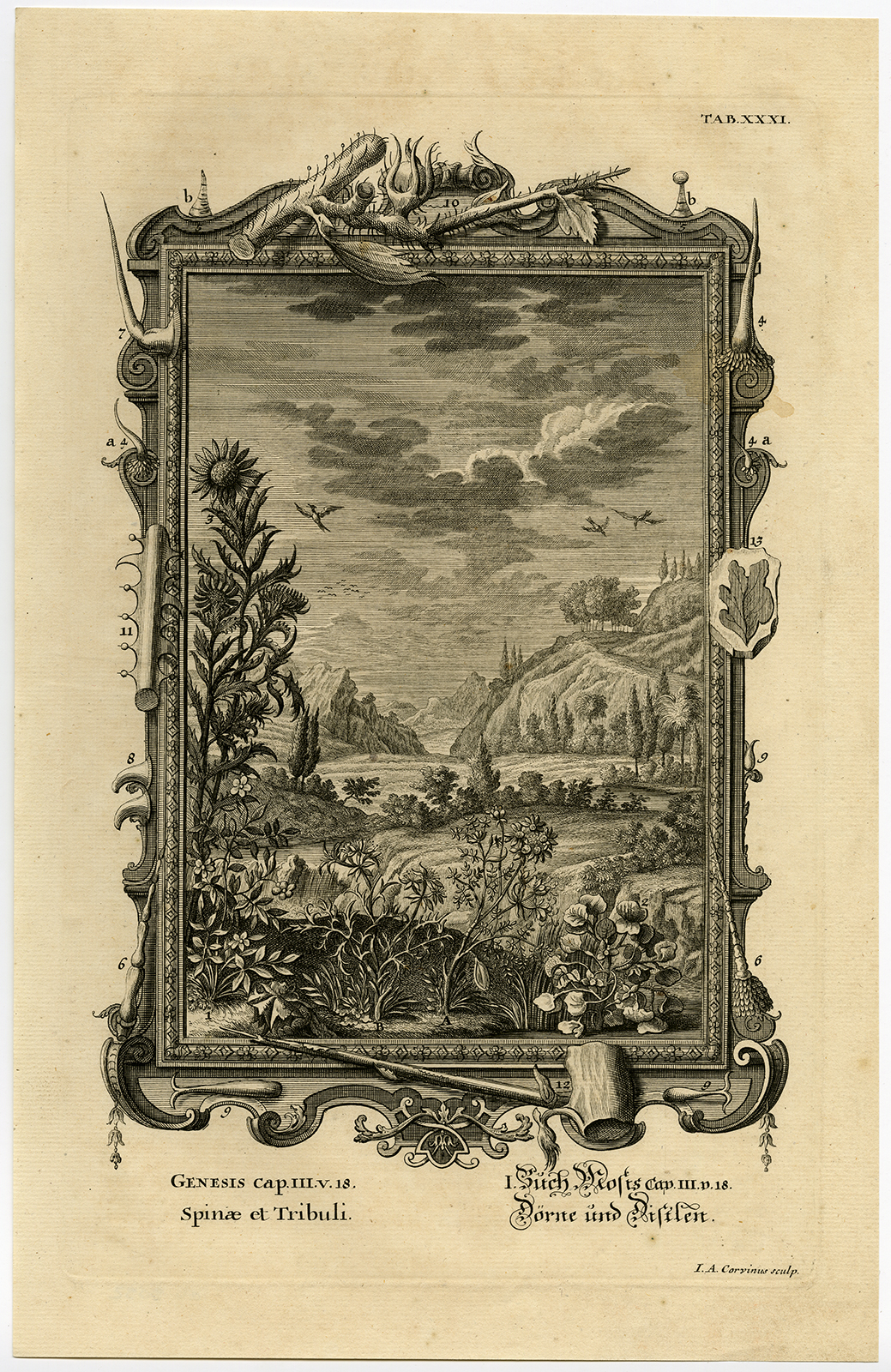 , Antique Print-THORNS-THISTLES-ADAM-GENESIS-Scheuchzer-Fussli-1731, Pictura Antique Prints