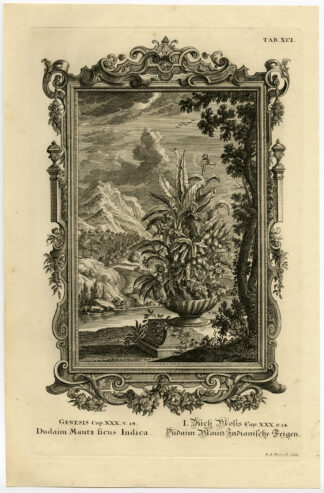 Antique Print-VASE-FLOWER-GENESIS-Scheuchzer-Fussli-1731