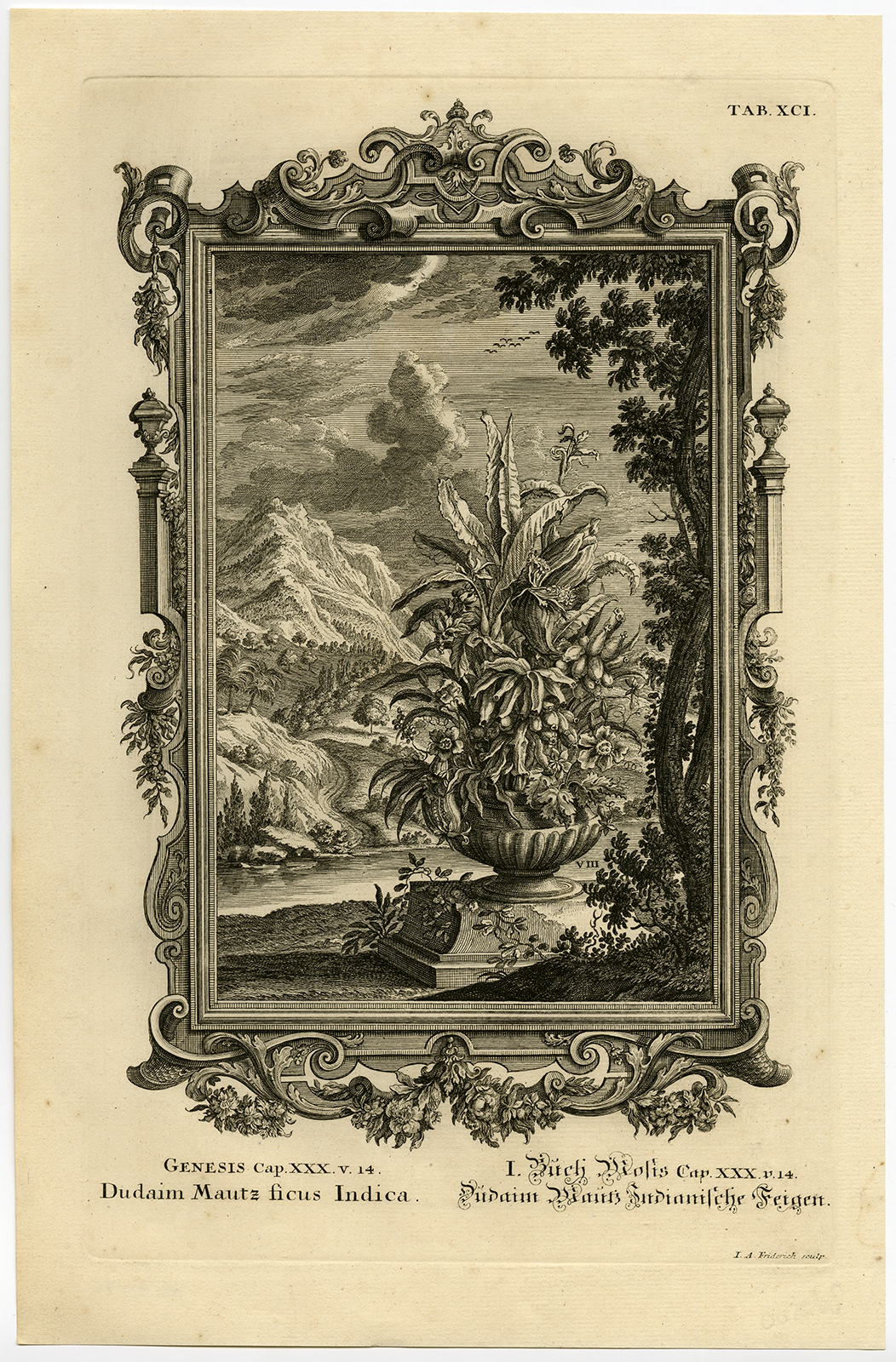 , Antique Print-VASE-FLOWER-GENESIS-Scheuchzer-Fussli-1731, Pictura Antique Prints