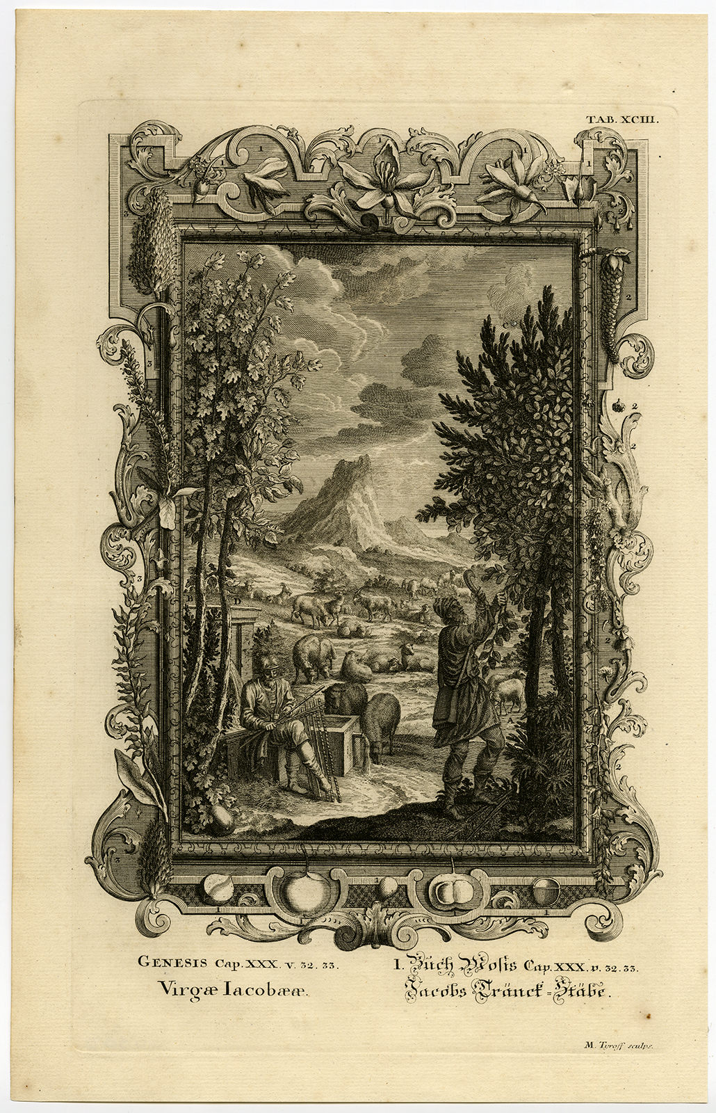 , Antique Print-RODS OF POPLAR-HAZEL-CHESTNUT-Scheuchzer-Fussli-1731, Pictura Antique Prints