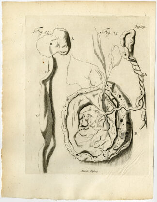 Antique Print-PLACENTA-UMBILICAL CORD-URINARY TRACT-Ruysch-Huyberts-1744