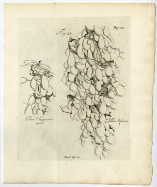 Antique Print-PLACENTA-HYDATIDES-WATERY SORES-Ruysch-Huyberts-1744