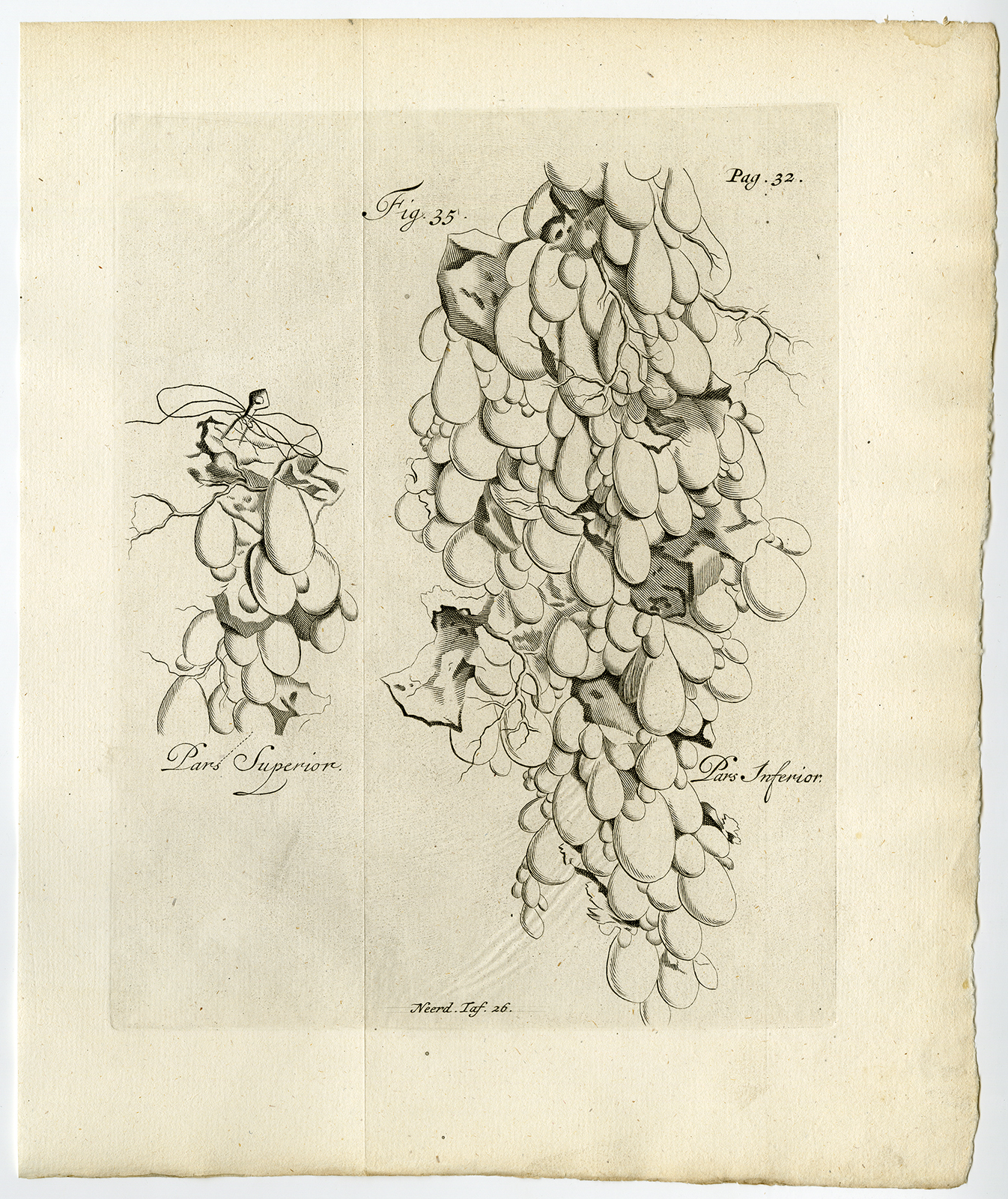 , Antique Print-PLACENTA-HYDATIDES-WATERY SORES-Ruysch-Huyberts-1744, Pictura Antique Prints
