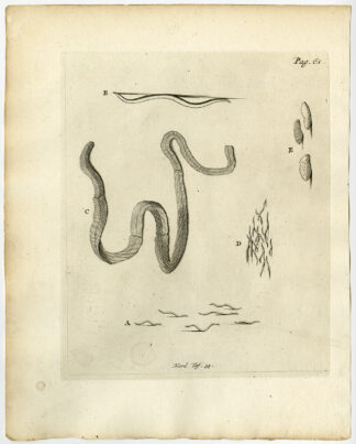 Antique Print-WORM-INTERNAL-SHEEP-COD-HORSE-61-Ruysch-Huyberts-1744