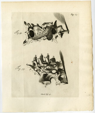 Antique Print-VERTEBRAE-MALFORMED-FUSED-FIG 54-55-Ruysch-Huyberts-1744