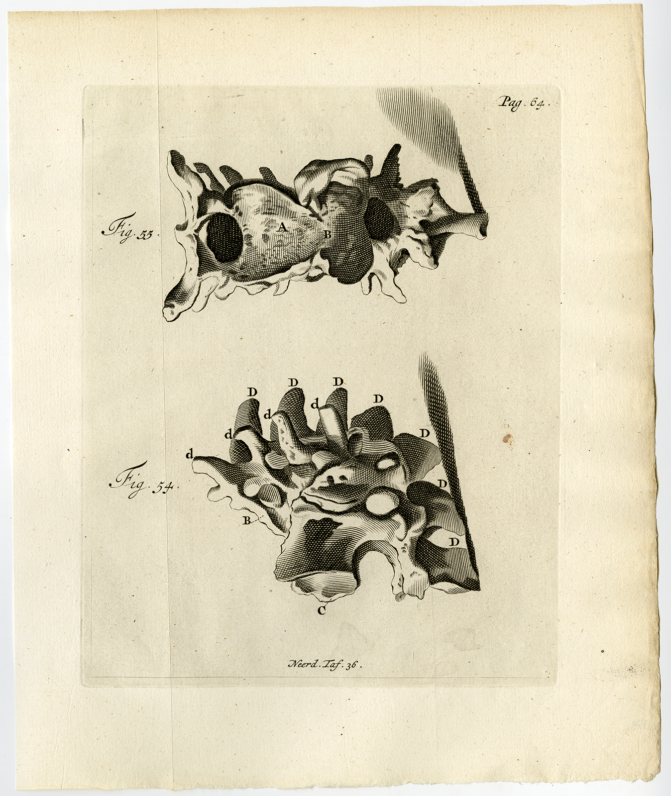 , Antique Print-VERTEBRAE-MALFORMED-FUSED-FIG 54-55-Ruysch-Huyberts-1744, Pictura Antique Prints
