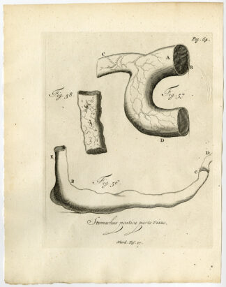 Antique Print-STOMACH-HUMAN-PORTAL VEIN-AORTA-FIG 56-58-Ruysch-Huyberts-1744
