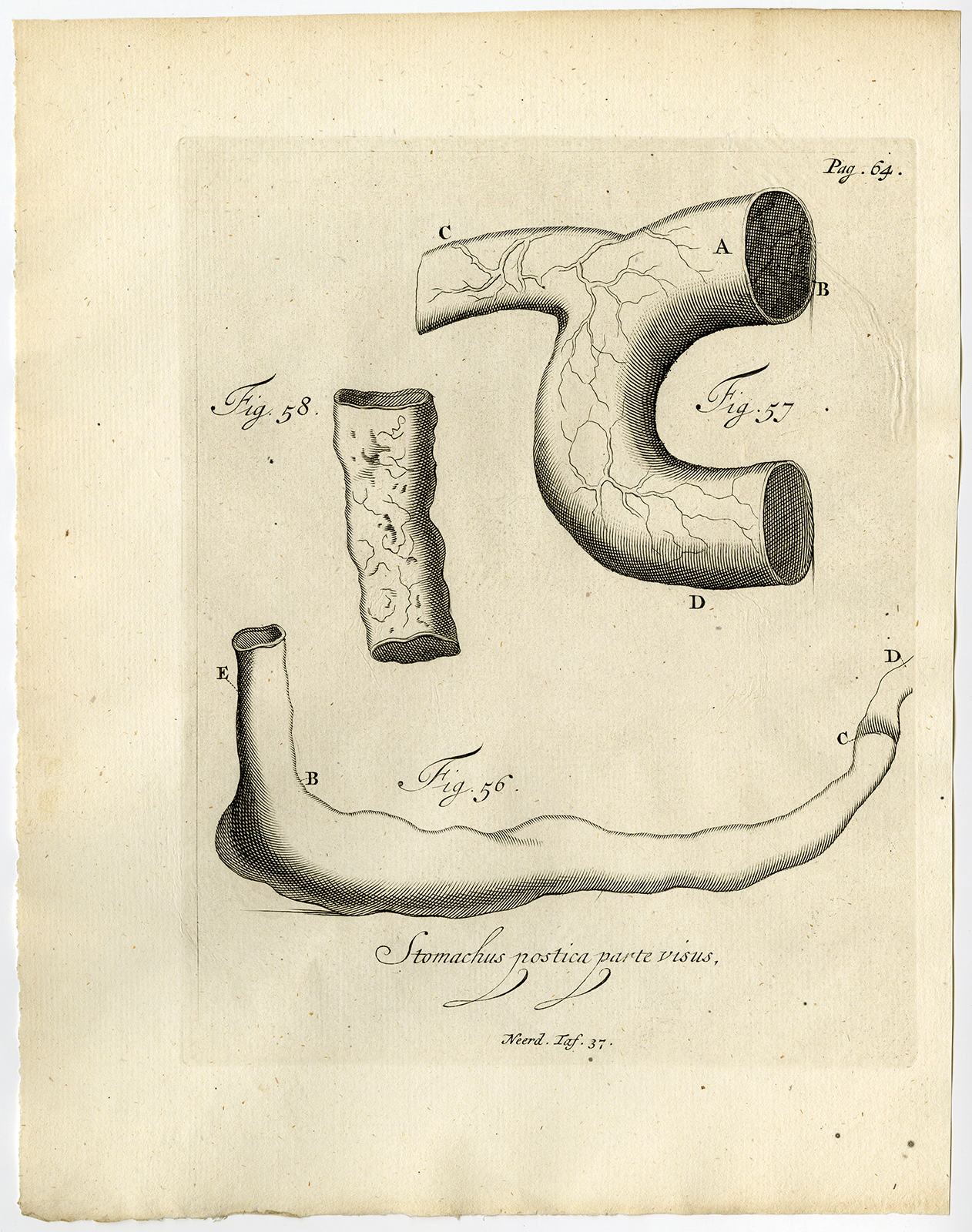 , Antique Print-STOMACH-HUMAN-PORTAL VEIN-AORTA-FIG 56-58-Ruysch-Huyberts-1744, Pictura Antique Prints